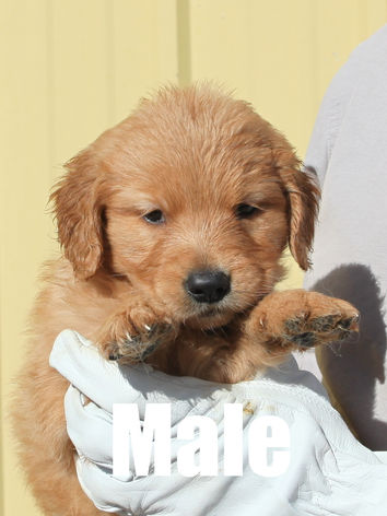 Adorable golden retriever puppy for sale in Colorado from Colorado’s Finest Kennels & Ranch. Our AKC-registered golden retriever puppies are bred for health, temperament, and companionship. Located in Colorado, we offer well-socialized, family-raised golden retrievers with a loving start to life. Contact us today to reserve your perfect Colorado golden retriever puppy!