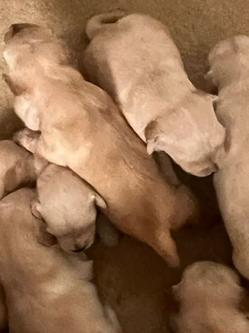 Golden retriever puppy for sale in Colorado from Colorado’s Finest Kennels & Ranch. Healthy, AKC-registered, and family-raised golden retriever puppy looking for a forever home.