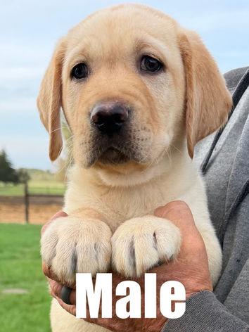 Adorable Labrador retriever puppy for sale in Colorado from Colorado’s Finest Kennels & Ranch. Our AKC-registered lab puppies are bred for health, temperament, and companionship. Located in Colorado, we offer well-socialized, family-raised golden retrievers with a loving start to life. Contact us today to reserve your perfect Colorado Labrador retriever puppy!