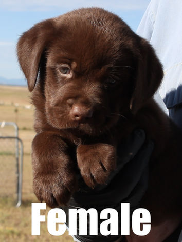 Adorable Labrador retriever puppy for sale in Colorado from Colorado’s Finest Kennels & Ranch. Our AKC-registered lab puppies are bred for health, temperament, and companionship. Located in Colorado, we offer well-socialized, family-raised golden retrievers with a loving start to life. Contact us today to reserve your perfect Colorado Labrador retriever puppy!