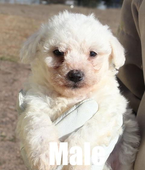 Bichon puppy for sale in Colorado.