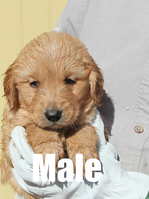 Adorable golden retriever puppy for sale in Colorado from Colorado’s Finest Kennels & Ranch. Our AKC-registered golden retriever puppies are bred for health, temperament, and companionship. Located in Colorado, we offer well-socialized, family-raised golden retrievers with a loving start to life. Contact us today to reserve your perfect Colorado golden retriever puppy!