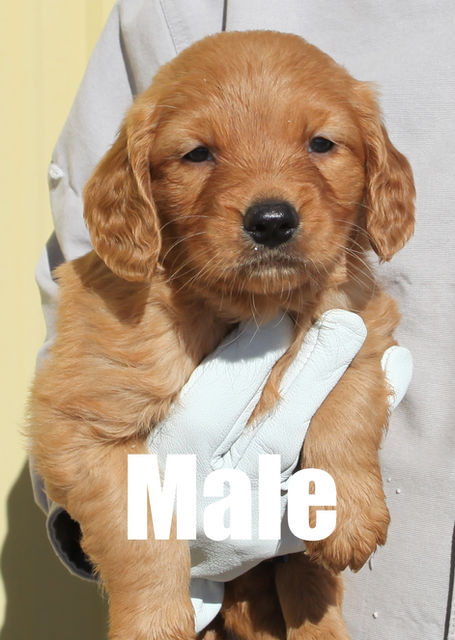 Adorable golden retriever puppy for sale in Colorado from Colorado’s Finest Kennels & Ranch. Our AKC-registered golden retriever puppies are bred for health, temperament, and companionship. Located in Colorado, we offer well-socialized, family-raised golden retrievers with a loving start to life. Contact us today to reserve your perfect Colorado golden retriever puppy!