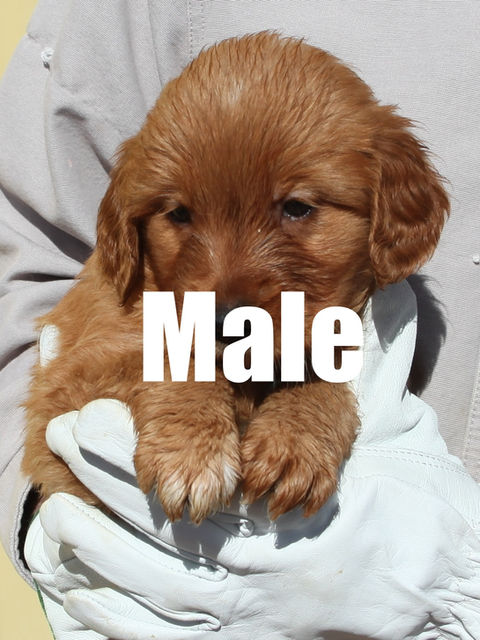 Adorable golden retriever puppy for sale in Colorado from Colorado’s Finest Kennels & Ranch. Our AKC-registered golden retriever puppies are bred for health, temperament, and companionship. Located in Colorado, we offer well-socialized, family-raised golden retrievers with a loving start to life. Contact us today to reserve your perfect Colorado golden retriever puppy!