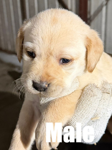 Adorable Labrador retriever puppy for sale in Colorado from Colorado’s Finest Kennels & Ranch. Our AKC-registered lab puppies are bred for health, temperament, and companionship. Located in Colorado, we offer well-socialized, family-raised golden retrievers with a loving start to life. Contact us today to reserve your perfect Colorado Labrador retriever puppy!