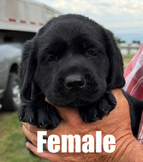 Adorable Labrador retriever puppy for sale in Colorado from Colorado’s Finest Kennels & Ranch. Our AKC-registered lab puppies are bred for health, temperament, and companionship. Located in Colorado, we offer well-socialized, family-raised golden retrievers with a loving start to life. Contact us today to reserve your perfect Colorado Labrador retriever puppy!