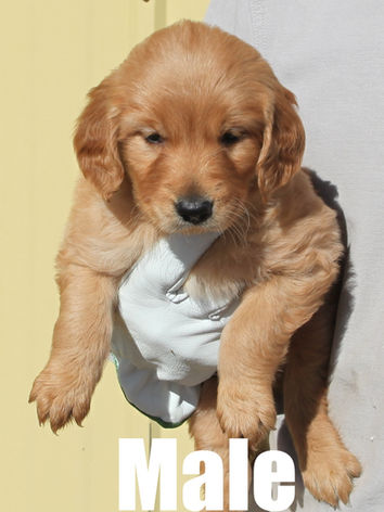 Adorable golden retriever puppy for sale in Colorado from Colorado’s Finest Kennels & Ranch. Our AKC-registered golden retriever puppies are bred for health, temperament, and companionship. Located in Colorado, we offer well-socialized, family-raised golden retrievers with a loving start to life. Contact us today to reserve your perfect Colorado golden retriever puppy!