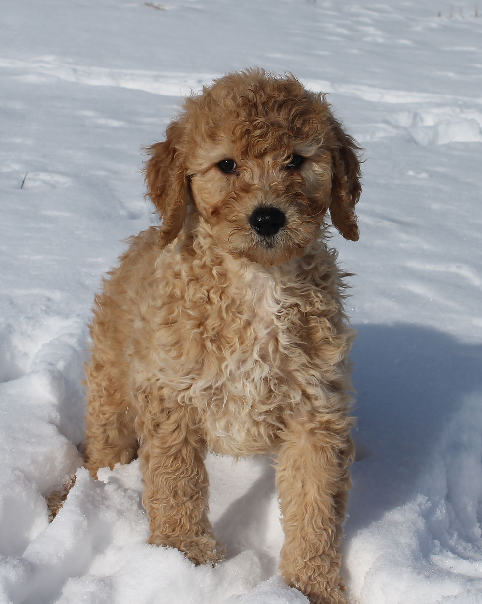Goldendoodles!