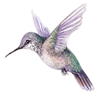 hummingbird on transparent background.png