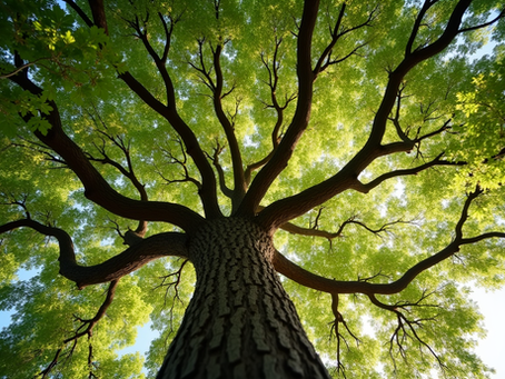 Understanding Seasonal Changes and Their Impact on Tree Care