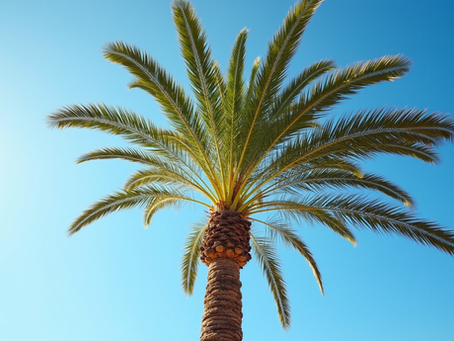 Essential Tips for Palm Tree Care in Temecula California During Spring and Summer