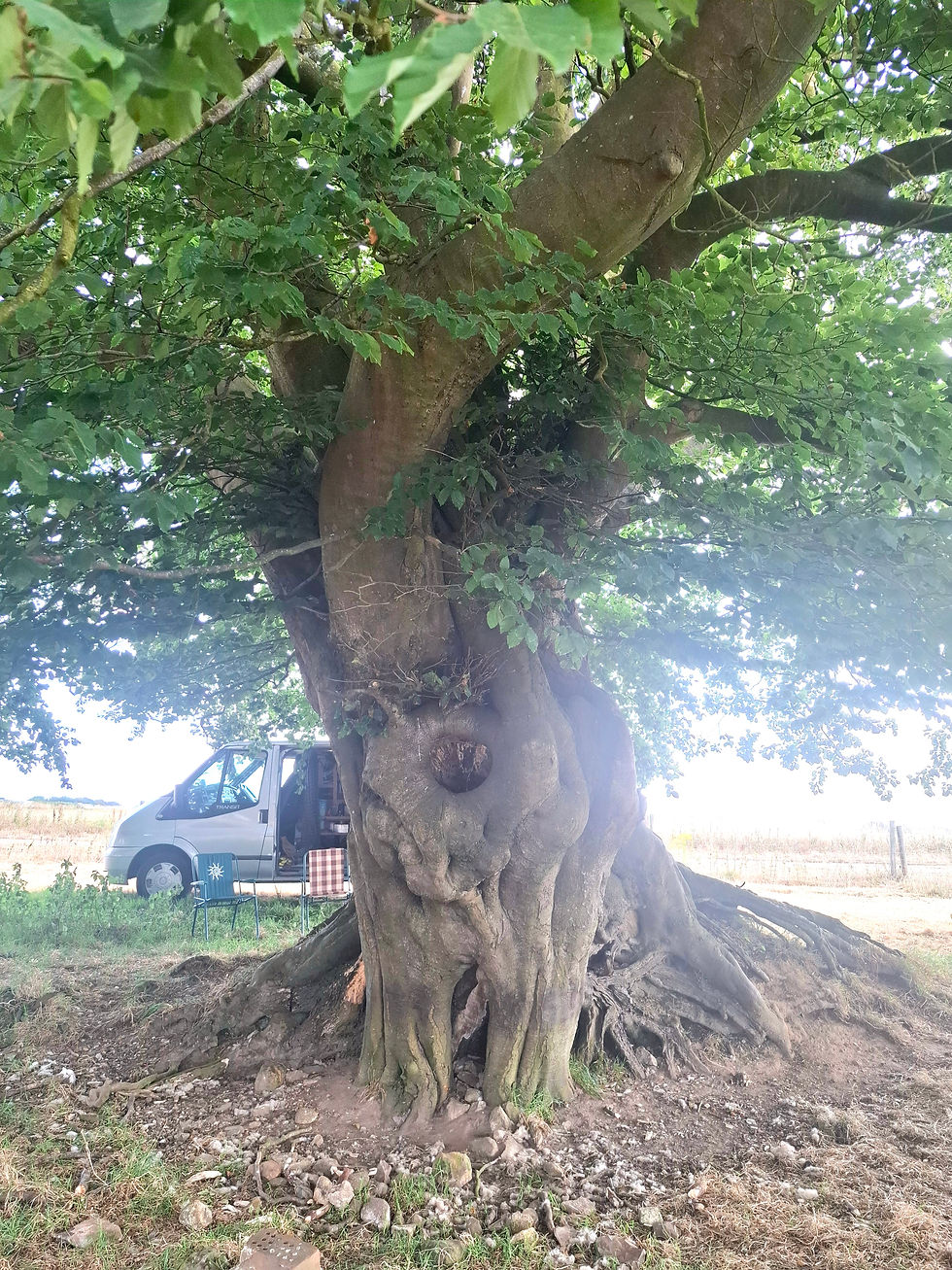 Buddhafield, beech tree