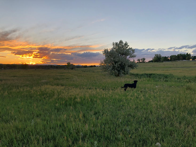 Coyote Ridge Veterinary Clinic Emergency Vet Fort Collins