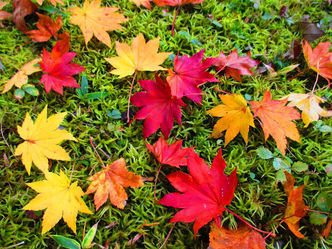 緑色の苔の上に舞い落ちたヤマモミジ。紅葉ピークです♪