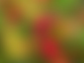 緑色の苔の上に舞い落ちたヤマモミジ。紅葉ピークです♪