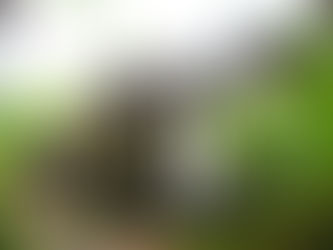 戸隠流忍術とは