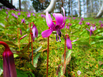 カタクリやショウジョウバカマ