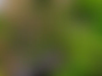 桜が咲き始めました。