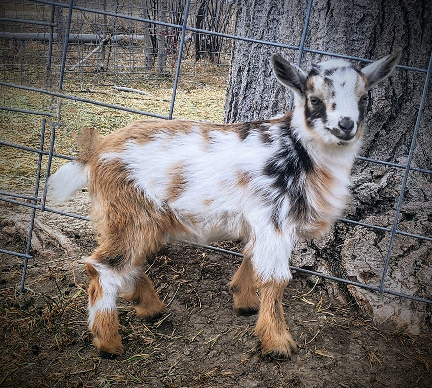 Bar Lazy Heart 6 Pesto