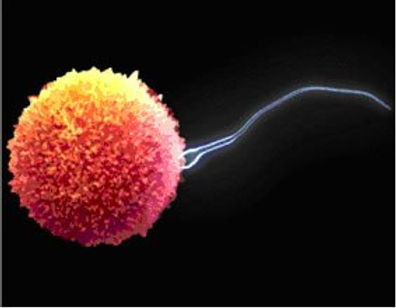 55066679_ivf_pic_2_j.jpg