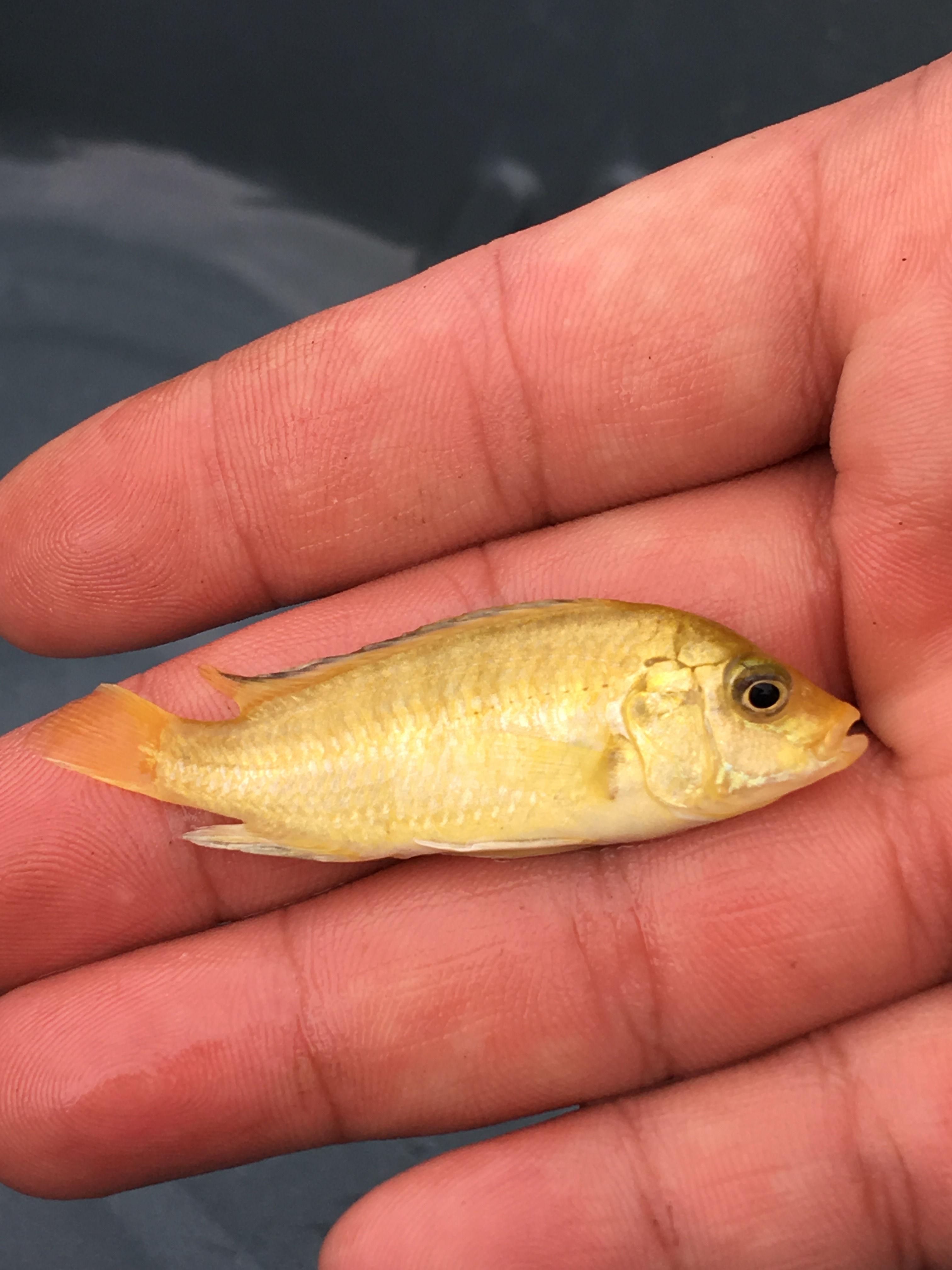 Yellow Prince_Cichlid