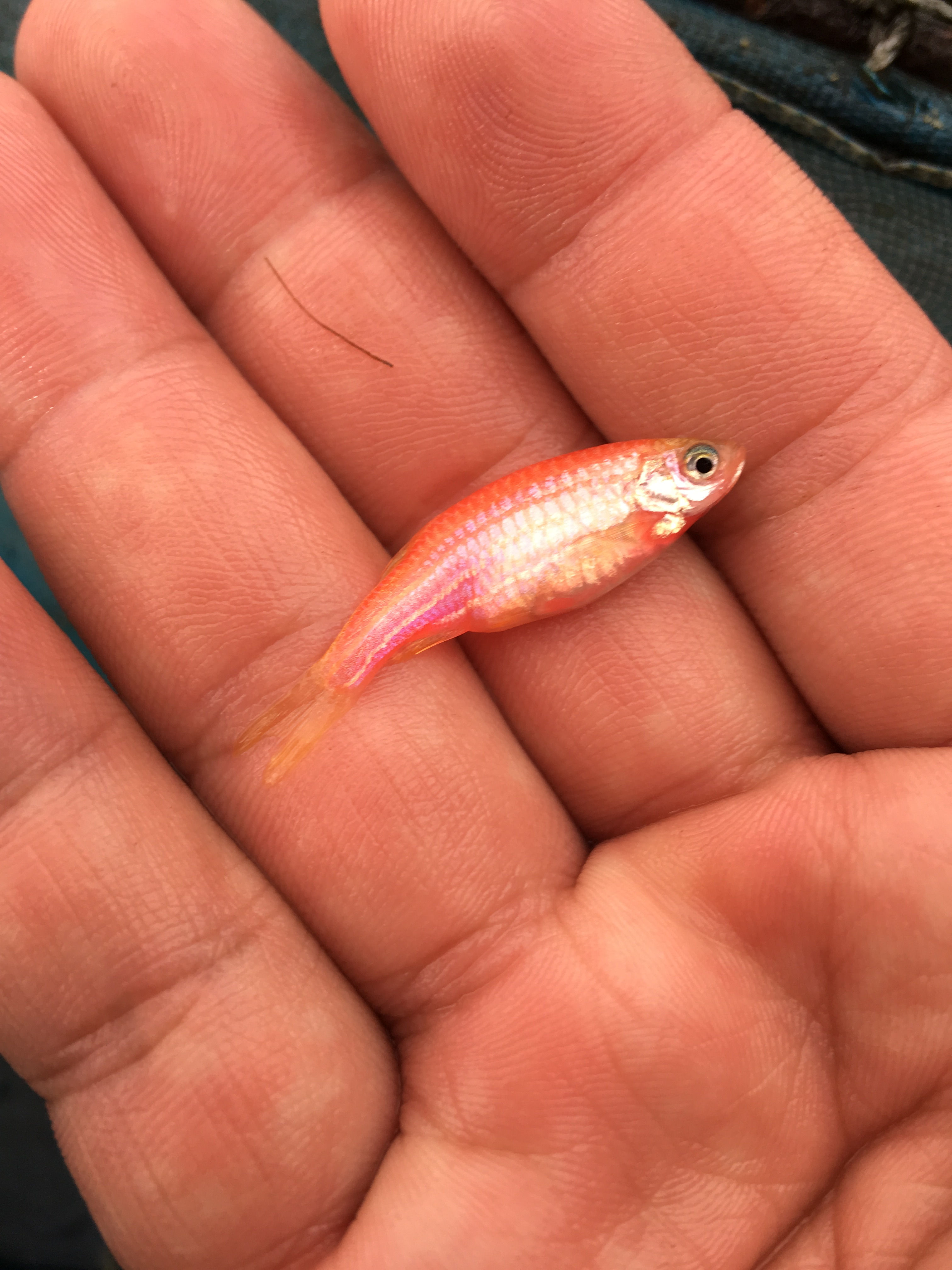 Pink Danio/ Zebra