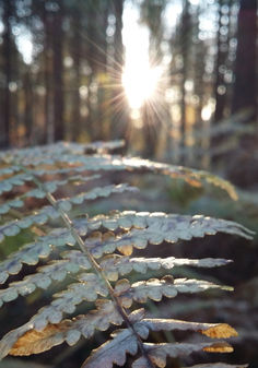 Foret (3)