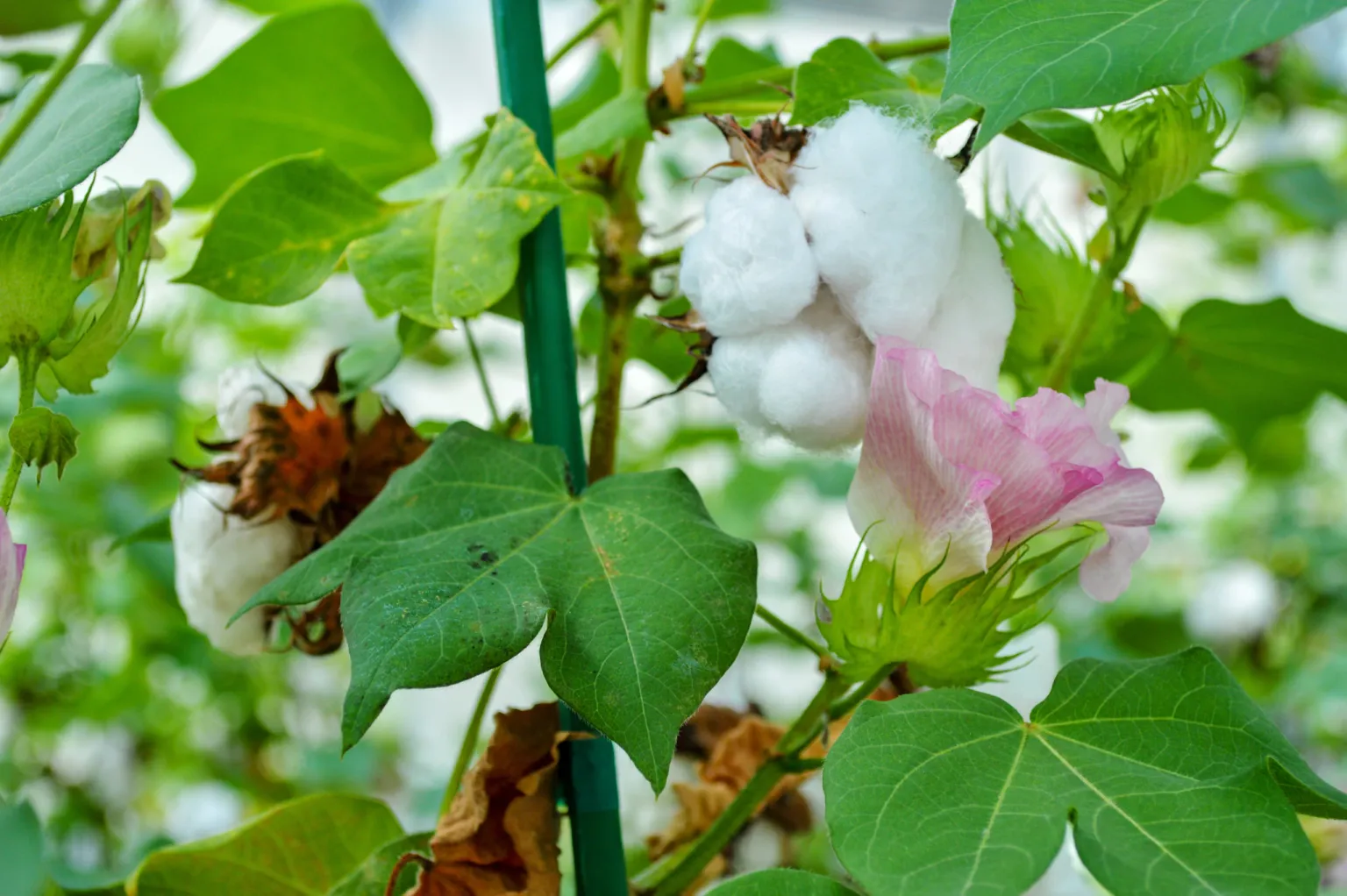 cotton.webp
