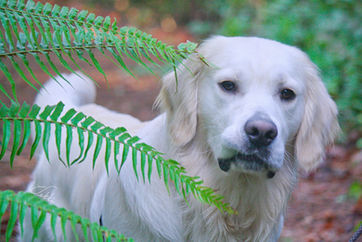 Bentley.jpg