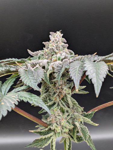 Grape X (20 pack Regular) | Brimhall Genetics