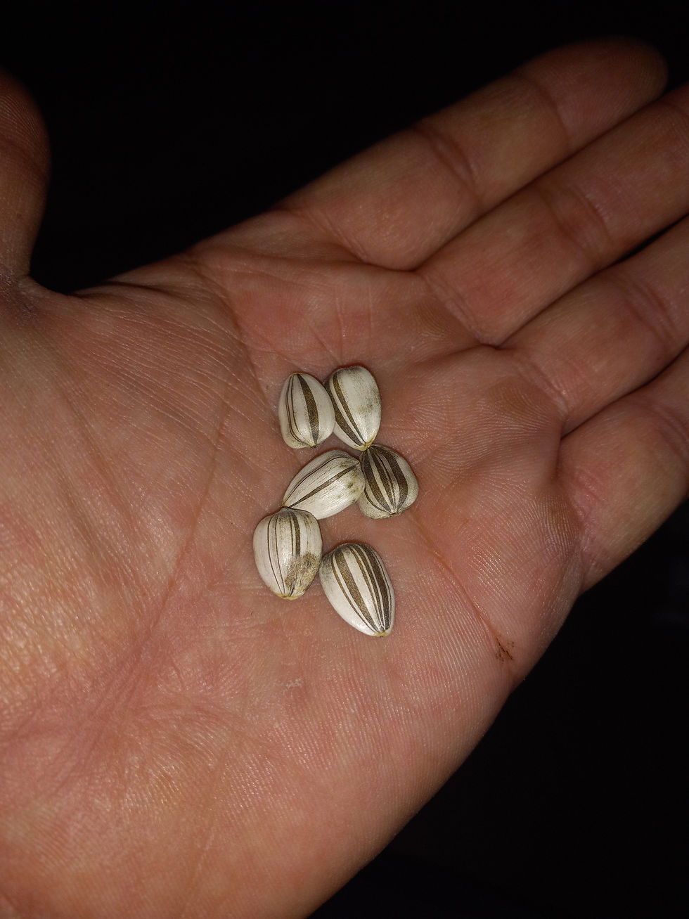 Thumbnail: Mammoth Neck Breaker F4 (Sunflower Seed) 20 Pack