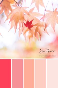 monochromatic coral color scheme