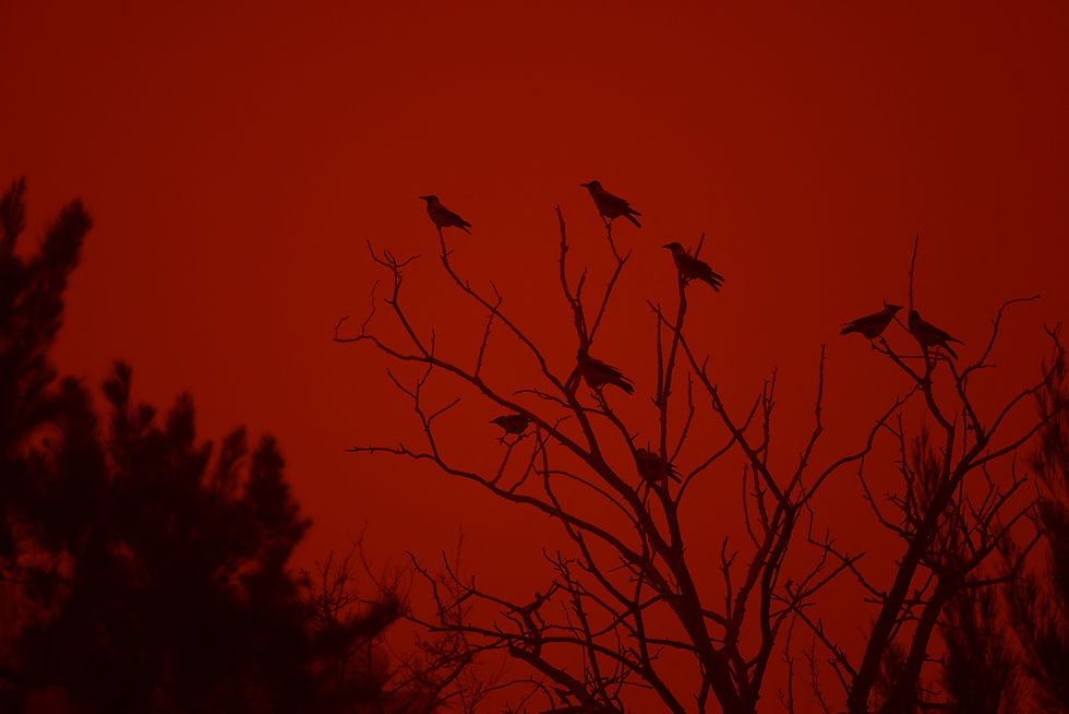 Greece's Crete island covered in orange African dust