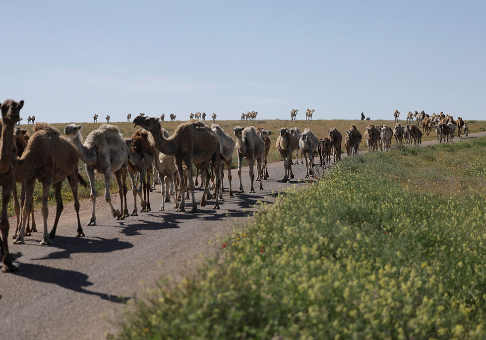 Indonesians begins breeding camels as future Eid al-Adha sacrifice 