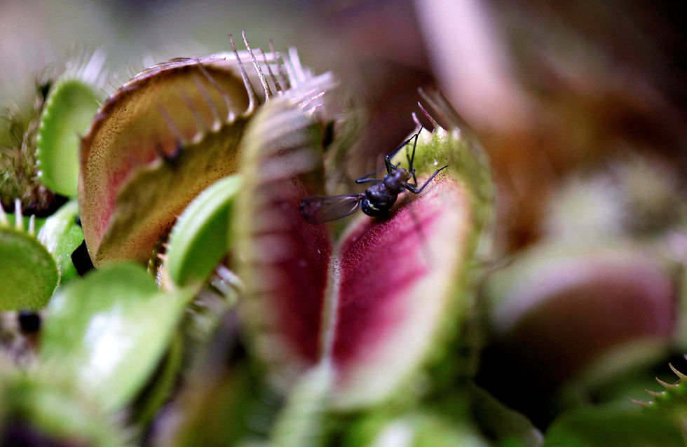 Scientists unlock the secret behind the Venus flytrap's snap