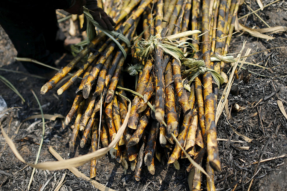 Hot weather hurts Asian crops as powerful El Nino takes shape