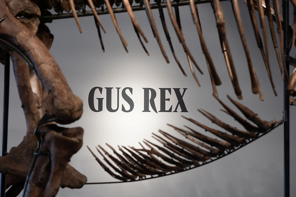 T-rex skeleton Gus sells for record breaking $50.1 million at Sotheby's