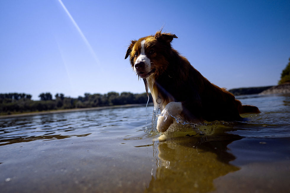 Dogs can read human emotions through facial expressions, study finds