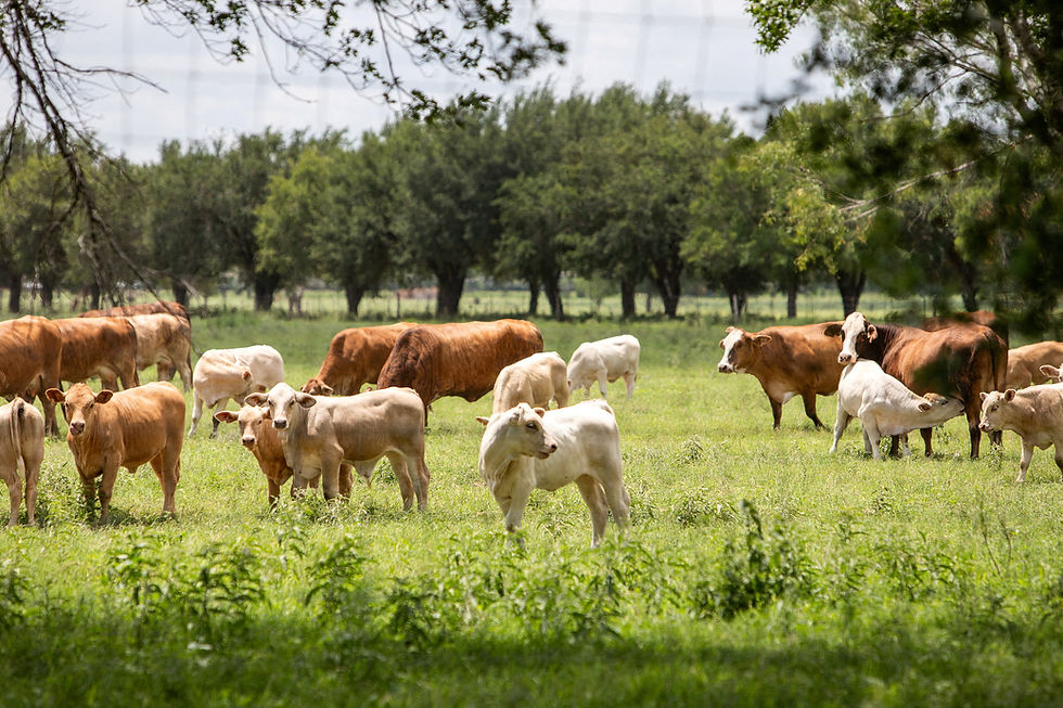 Texas ranchers on edge after screwworm parasite detected in calf