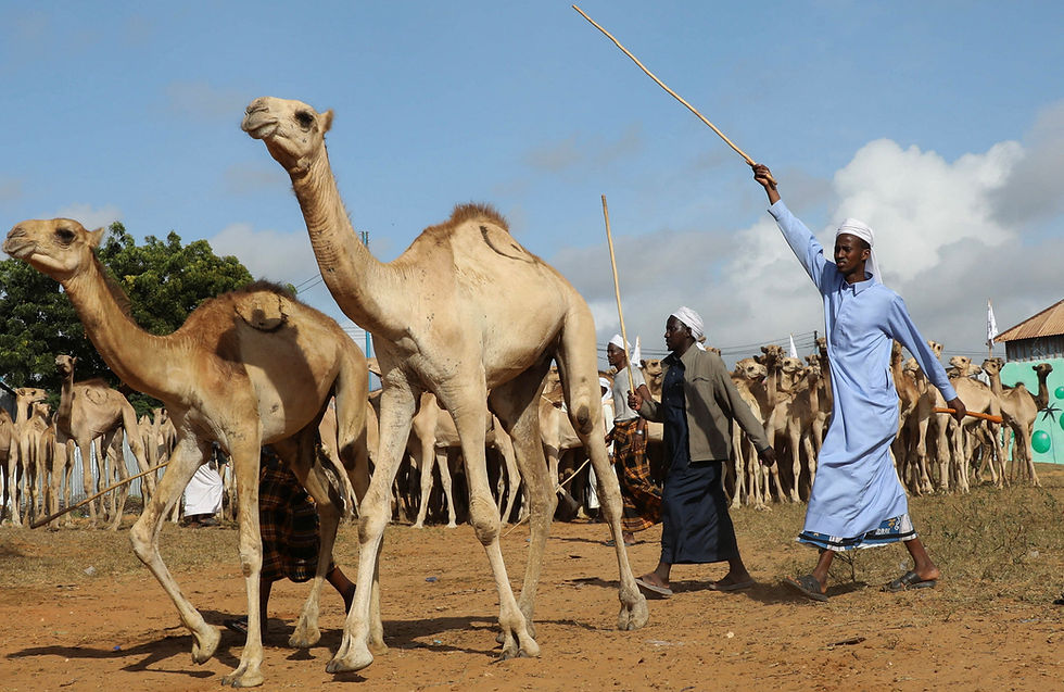 Somalis mark Mawlid with chants, marches and camel donations