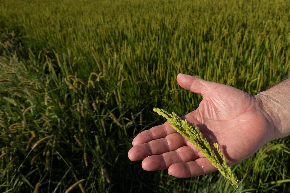 Italy’s rice belt battles drought as water supplies hit record lows