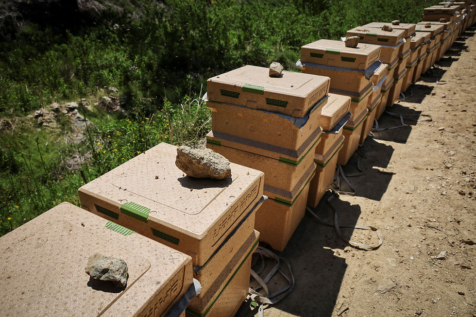 A South Korean beekeeper counts the cost of climate change