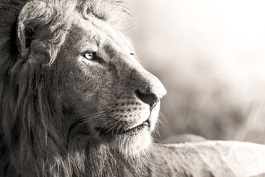 One of the Monico males, gazing contemplatively into the sunrise.__If you plan on posting