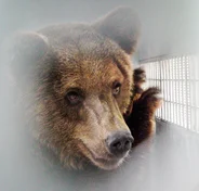 GERALDINE-VIDAL-ENFOQUE-ANIMAL-Aq2kR3J6JBIMjDll.webp