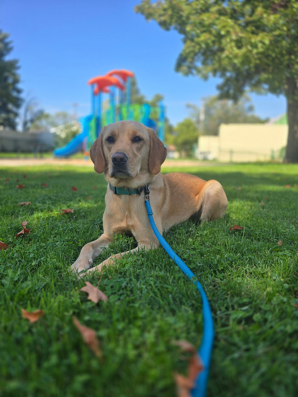 Why “Leave It” Should Be an Emergency Command for Your Dog