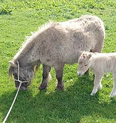 SANG 24 FOAL 1_edited.jpg