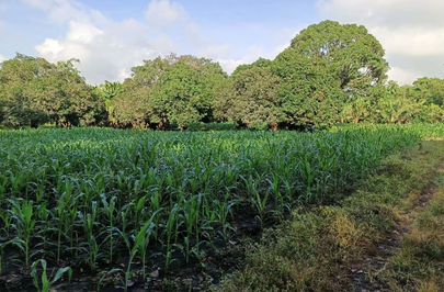 NDMU PARAISO FARM PRODUCES CEREALS: SUSTAINING COMMUNITIES THROUGH CORN AND RICE GRAIN PRODUCTION