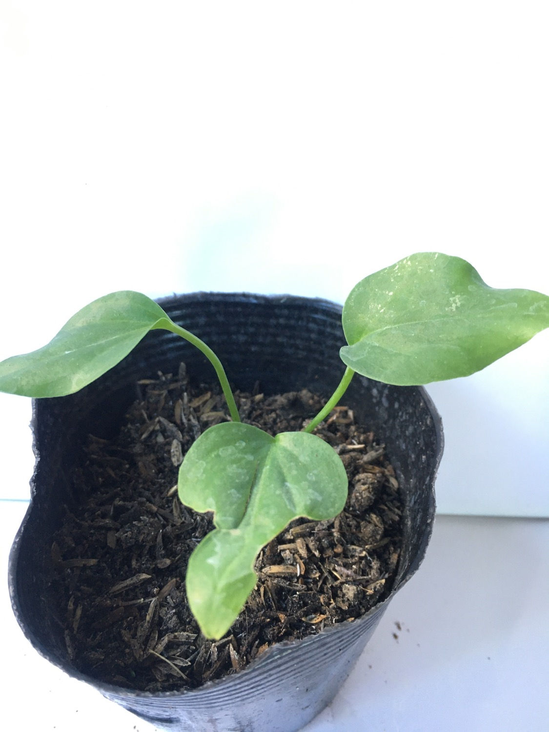 Waves of Love seedlings