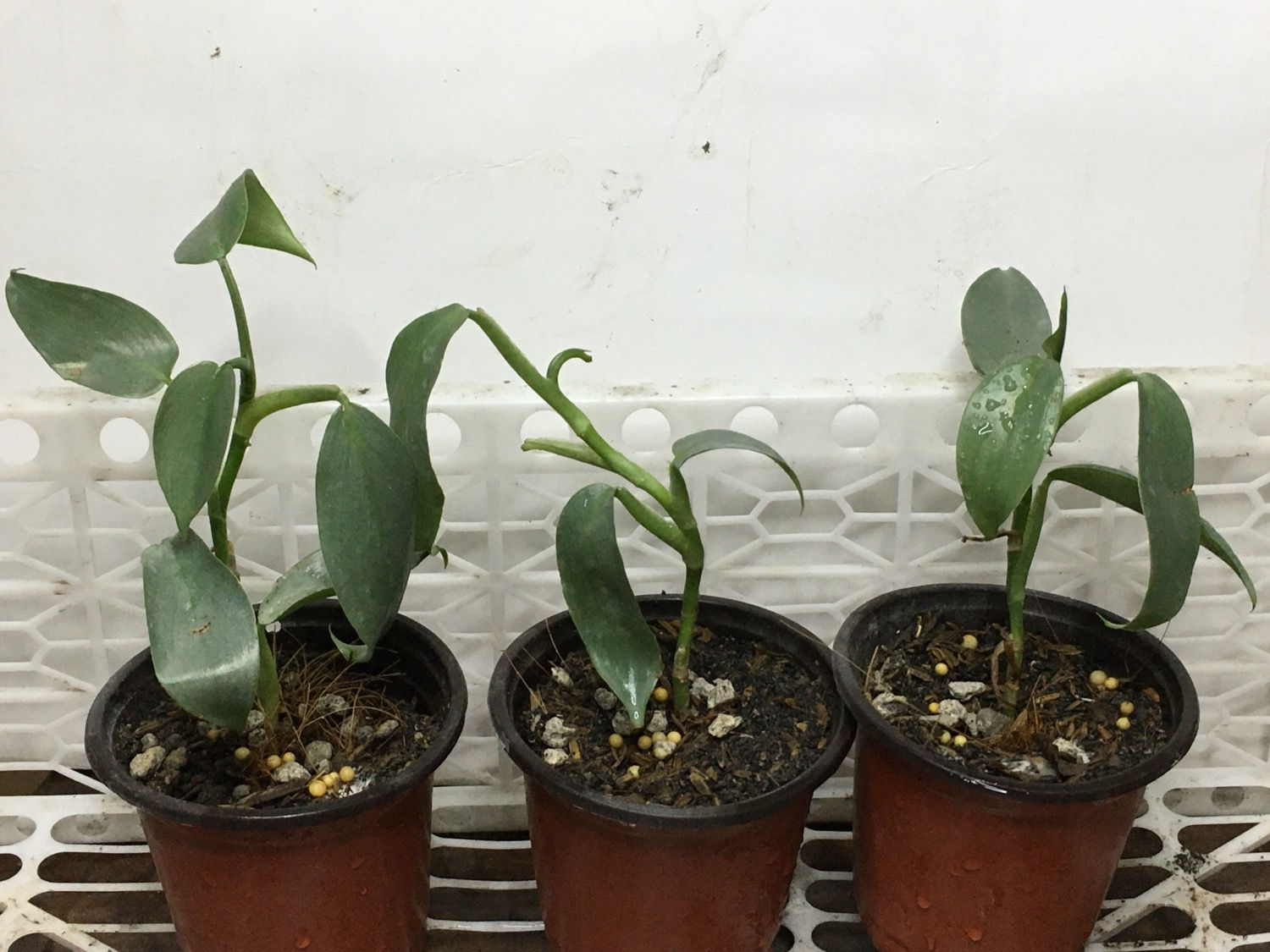 Philodendro Silversword