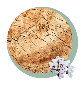 Fysiek Hoornlaag.png